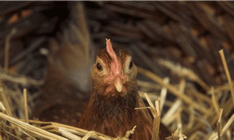 How To Train Chickens (& What You Can Train Them To Do).